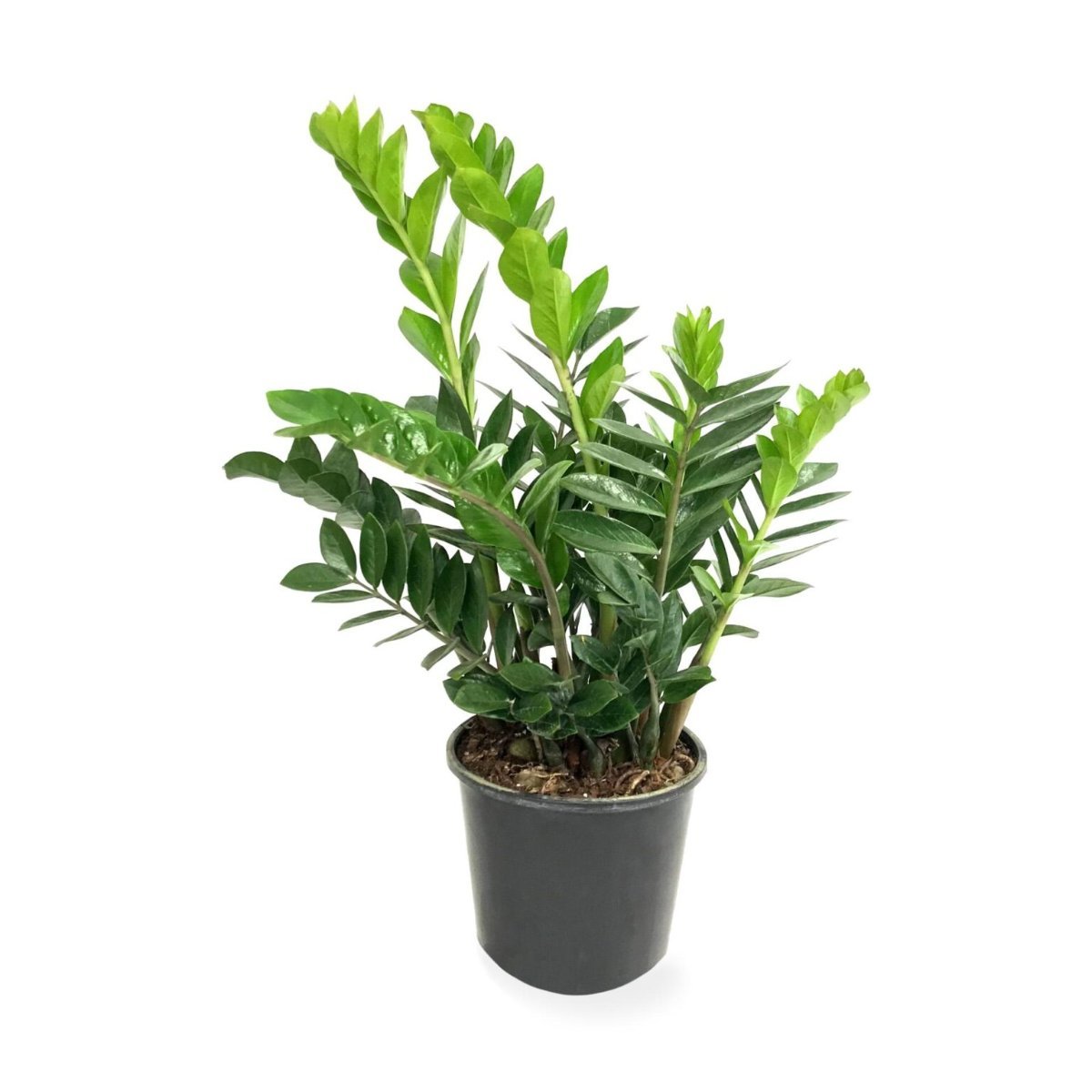 MILLONARIA PLANTA